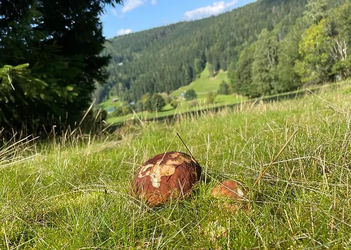- Roubenka *